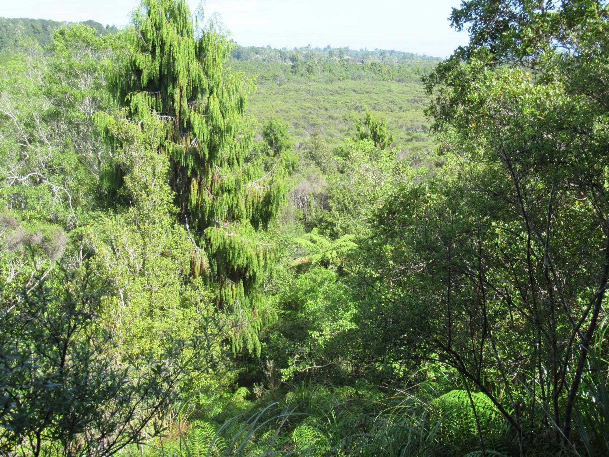 Beaconstone Eco Stay - Off Grid Retreat Charleston Luaran gambar